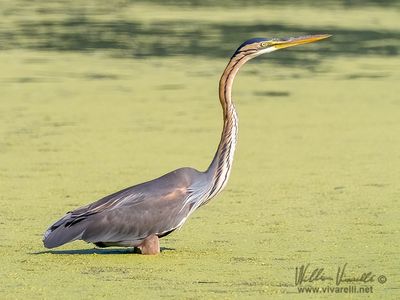 Airrone rosso (Ardea purpurea)