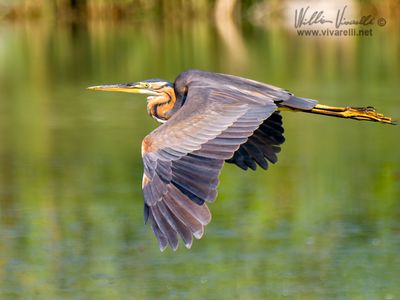Airrone rosso (Ardea purpurea)