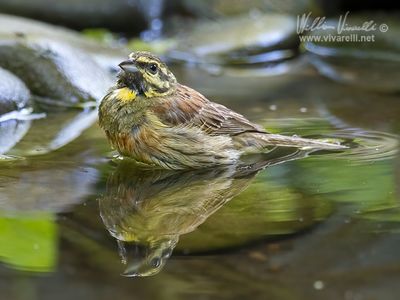 Zigolo nero (Emberiza cirlus)