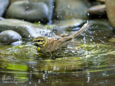 Zigolo nero (Emberiza cirlus)