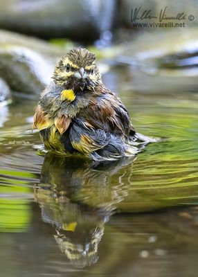 Zigolo nero (Emberiza cirlus)