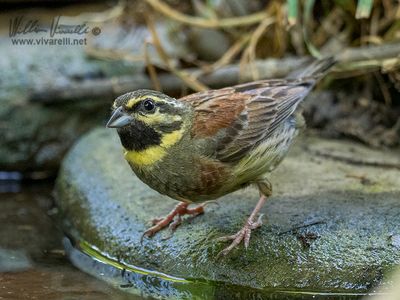 Zigolo nero (Emberiza cirlus)