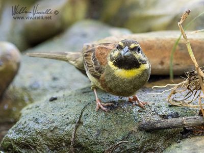 Zigolo nero (Emberiza cirlus)
