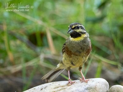 Zigolo nero (Emberiza cirlus)