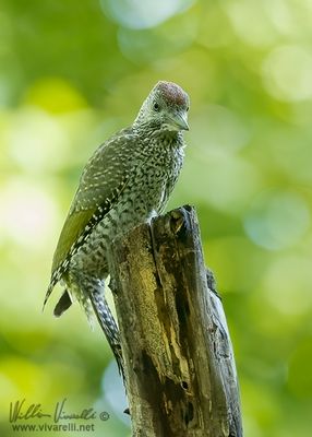 Picchio verde (Picus viridis)