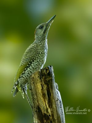 Picchio verde (Picus viridis)