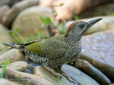 Picchio verde (Picus viridis)