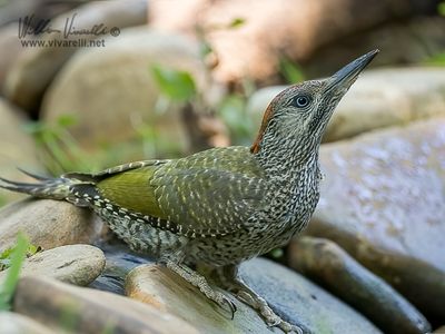 Picchio verde (Picus viridis)