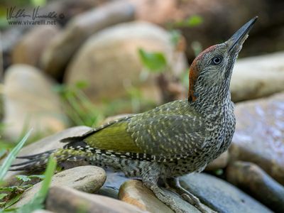 Picchio verde (Picus viridis)