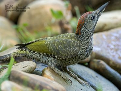 Picchio verde (Picus viridis)