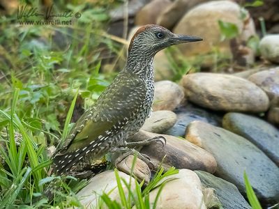 Picchio verde (Picus viridis)