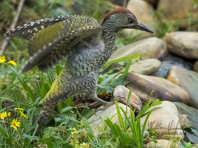 Picchio verde (Picus viridis)