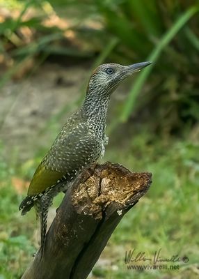 Picchio verde (Picus viridis)
