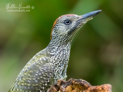 Picchio verde (Picus viridis)