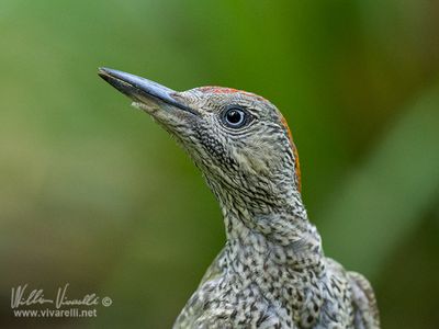 Picchio verde (Picus viridis)