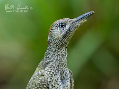 Picchio verde (Picus viridis)