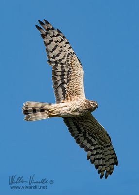 Albanella minore (Circus pygargus)