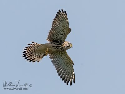 Gheppio (Falco tinnunculus)