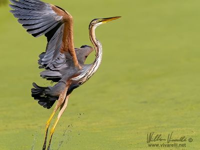 Airrone rosso (Ardea purpurea)