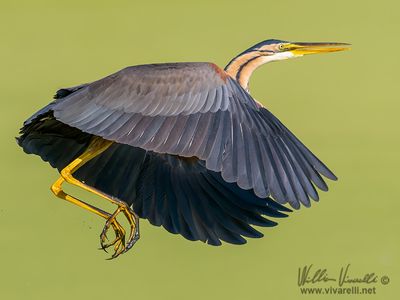 Airrone rosso (Ardea purpurea)