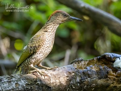 Picchio verde (Picus viridis)