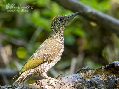 Picchio verde (Picus viridis)