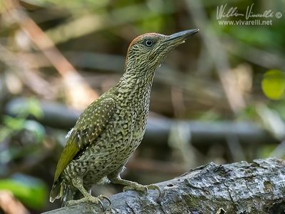 Picchio verde (Picus viridis)