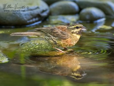 Zigolo nero (Emberiza cirlus)