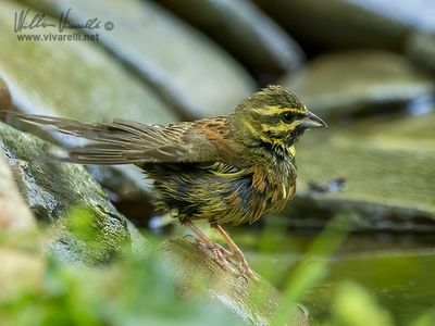Zigolo nero (Emberiza cirlus)