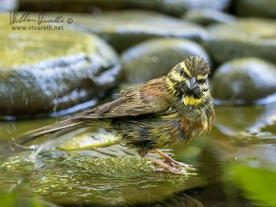 Zigolo nero (Emberiza cirlus)