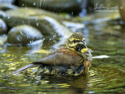 Zigolo nero (Emberiza cirlus)