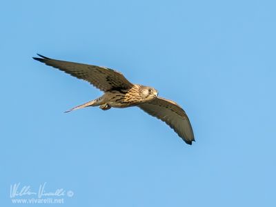 Gheppio (Falco tinnunculus)