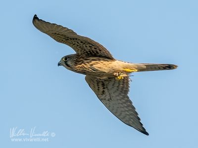 Gheppio (Falco tinnunculus)