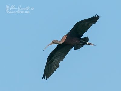 g13/86/828186/3/174765335.b5295db5.JPEG