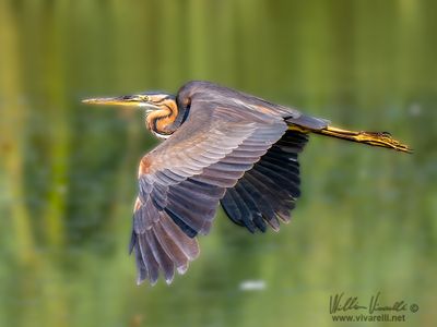 Airrone rosso (Ardea purpurea)