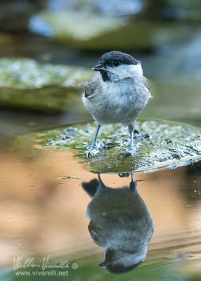 Cincia bigia (Poecile palustris)