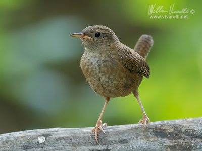 Scricciolo (Troglodytes troglodytes)