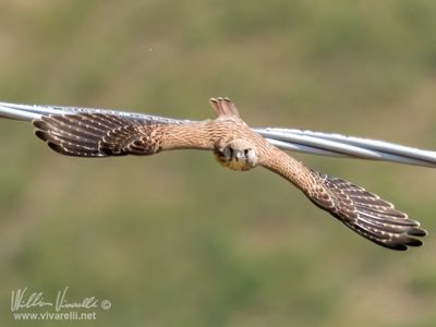 Gheppio (Falco tinnunculus)