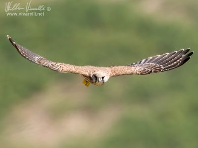 Gheppio (Falco tinnunculus)
