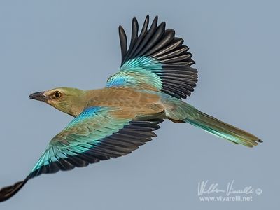Ghiandaia marina (Coracias garrulus)