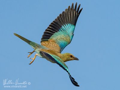 Ghiandaia marina (Coracias garrulus)