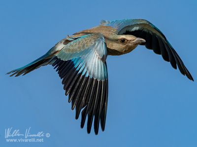 Ghiandaia marina (Coracias garrulus)