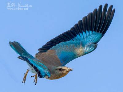 Ghiandaia marina (Coracias garrulus)