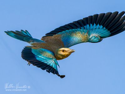 Ghiandaia marina (Coracias garrulus)