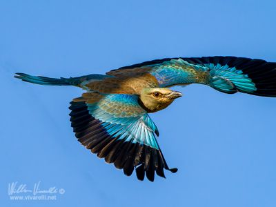 Ghiandaia marina (Coracias garrulus)