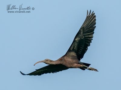 Mignattaio (Plegadis falcinellus)