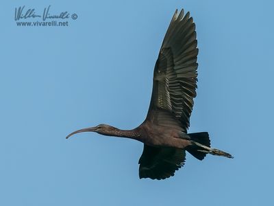 Mignattaio (Plegadis falcinellus)