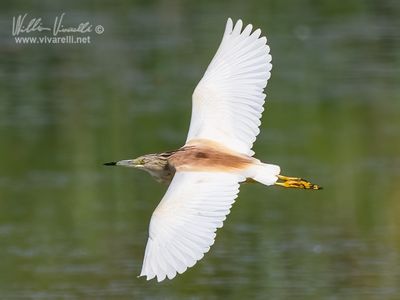 Sgarza ciuffetto (Ardeola ralloides)