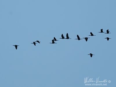 Mignattaio (Plegadis falcinellus)