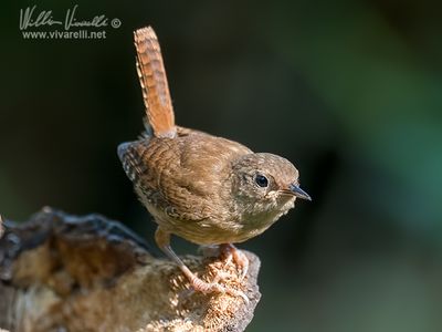 Scricciolo (Troglodytes troglodytes)